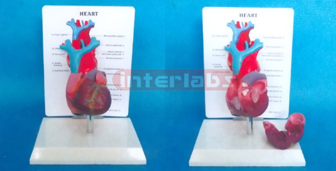 DESK TYPE LONG BLOOD TUBE HEART MODEL WITH DESCRIPTION PLATE